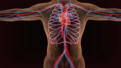 3d illustration of circulatory system