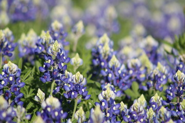 Texas Bluebonnets