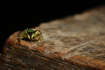 Jumping spider on wooden table on black background