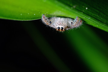 Jumping spider on green leaf on black background