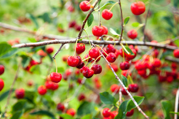 Red Cherries on Branches