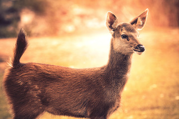 little sambar    deer looking to other way in wild