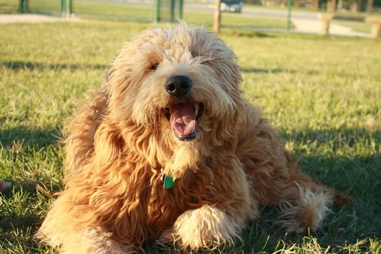 Smiling Goldendoodle