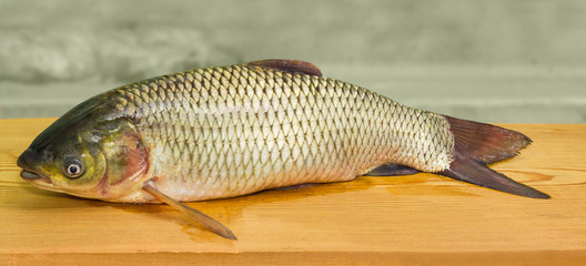 Freshly caught grass carp on a wooden surface