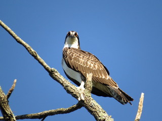 Osprey Perched on Bare Tree Branch With Blue Sky Background