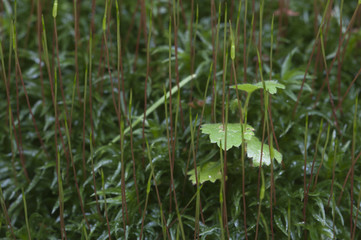 Moss (Atrichum undulatum)