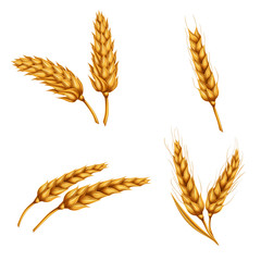 Set of vector illustrations of wheat spikelets, grains, sheaves of wheat isolated on white background. Template, print, design element.