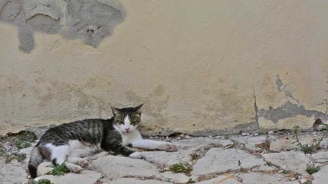 Abbey of Farfa (Lazio, Italy) - Cat in village