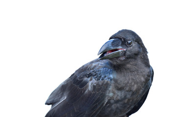 crow