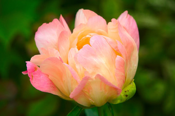 Розовый пион.