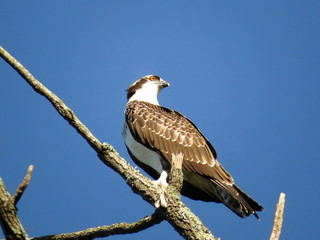 Osprey Perched on Bare Tree Branch With Blue Sky Background