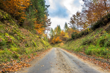 Rural road in the forest, nature in autumn, landscape