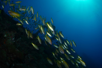 Fototapeta na wymiar School of yellow fish