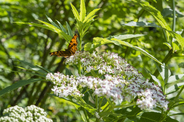 Butterfly butterfly C white sitting on a bush flower.