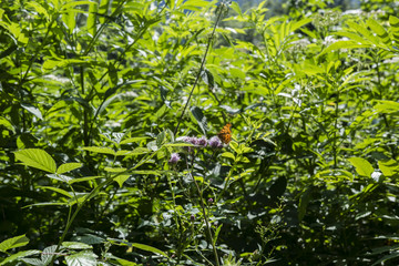 Butterfly butterfly C white sitting on a bush flower.