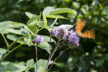 Butterfly butterfly C white sitting on a bush flower.