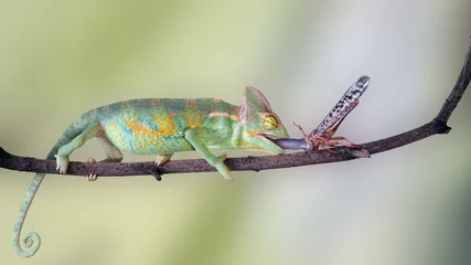 Papier Peint photo Lavable Caméléon chameleon catches language. insect locusts. Moment of the hunt
