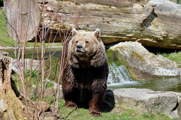 Fototapeta premium Braunbär