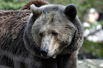 Fototapeta premium Braunbär