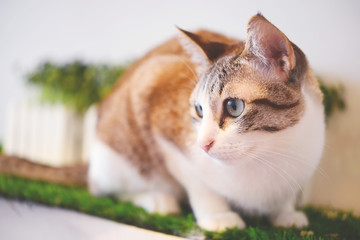 Close up of Persian cats Playing in a Cat Cafe coffee shop