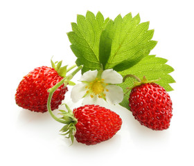 Wild strawberry isolated