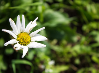 Obraz premium background from one Daisy