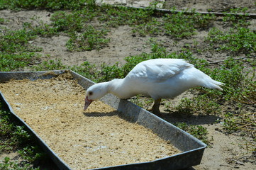 Obraz premium The ducks