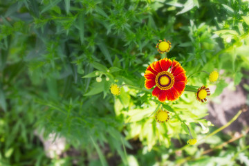 the background of one red flower