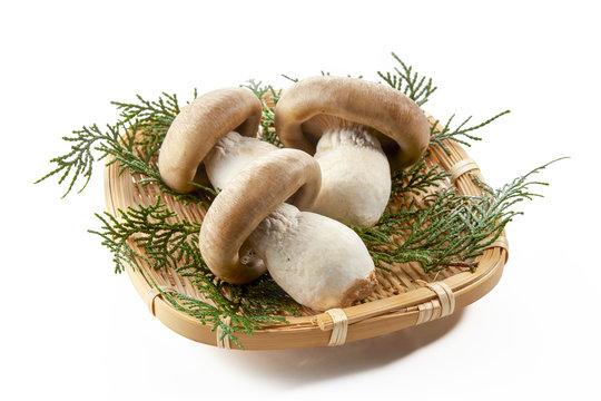 本しめじ」の写真素材 | 330件の無料イラスト画像 | Adobe Stock