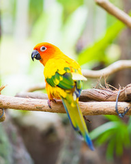 Sun Parakeet or Sun Conure, the beautiful yellow and orange parrot bird with nice feathers details.