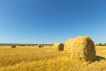 Fototapeta premium Golden Wheat Field