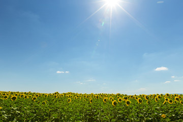 Sunflowers field