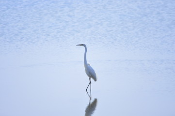 egrets