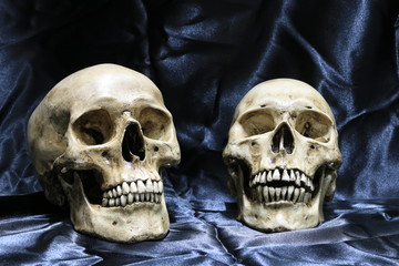 Two old skulls with cobweb on wooden table with black background in night time / Still life style and Select focus