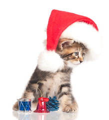 Cute little  kitten