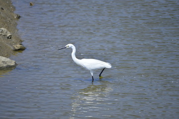 egrets