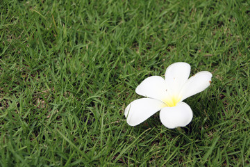 White frangipani flower falling on the grass green floor. Plumeria is a fragrant flowering tropical tree of a genus that includes frangipani.