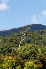 Rainforest in Masoala national park, Madagascar