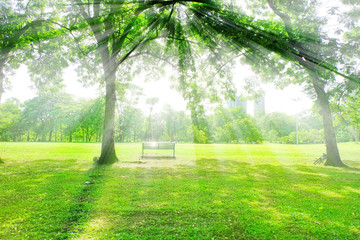 Fototapeta na wymiar Bench under the tree in the morning while sun shine the ray for people want to sit