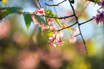 Close-up of beautiful Cherry blossoms in Chiangmai, northern of Thailand