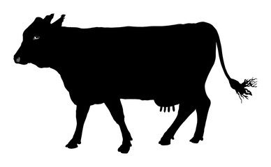 Cow vector silhouette illustration isolated on white background.