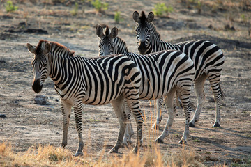 Fototapeta na wymiar Family of zebra standing in the African savannah