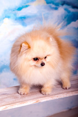 Portrait of a beautiful fluffy dog,