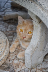 A Cat Laying Down Under The Chair, Home In Thailand.