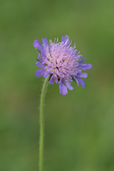 Acker-Witwenblume (Knautia arvensis)