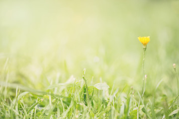 Green background from a grass