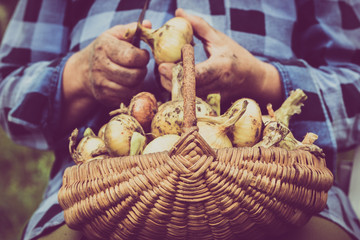 Organic vegetables, farmer with harvested produce. Farmers hands working at harvest the onion.