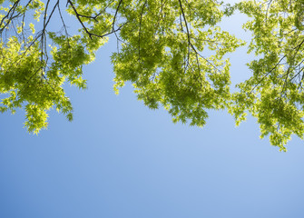Tree Branch green leaves on blue sky summer Nature background 