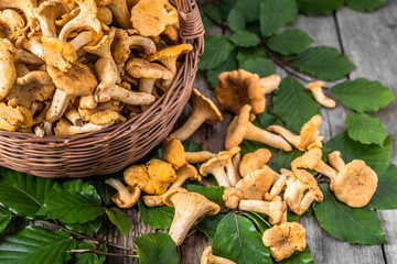 Fresh chanterelles mushrooms in a basket on wooden table