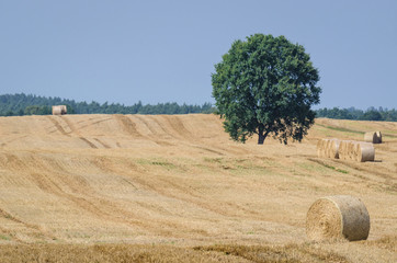LATE SUMMER ON THE FIELD - Straw bales and tree